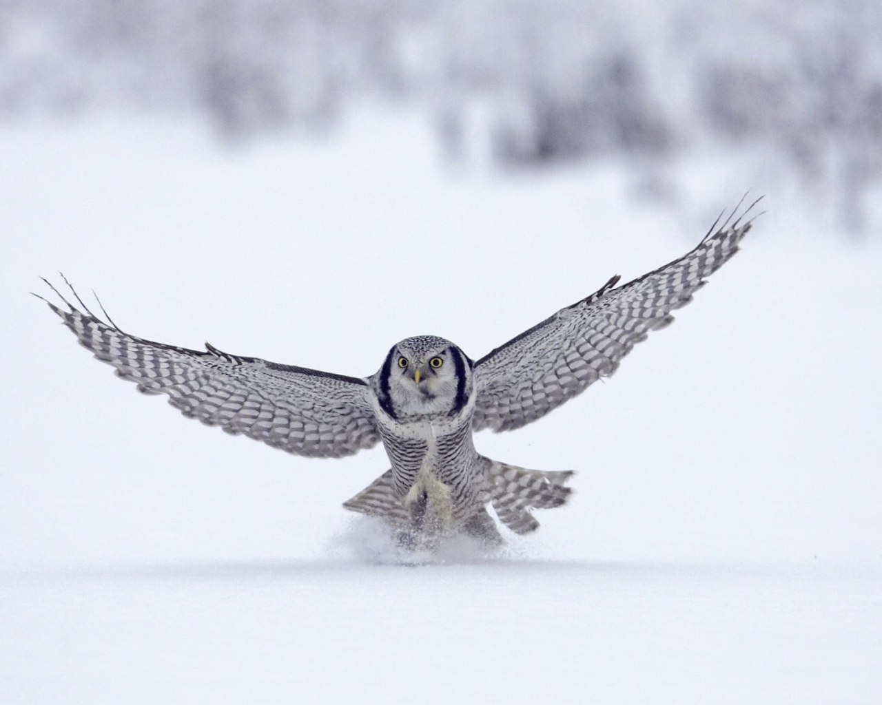 Das Snow Owl Wallpaper 1280x1024