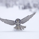 Fondo de pantalla Snow Owl 128x128