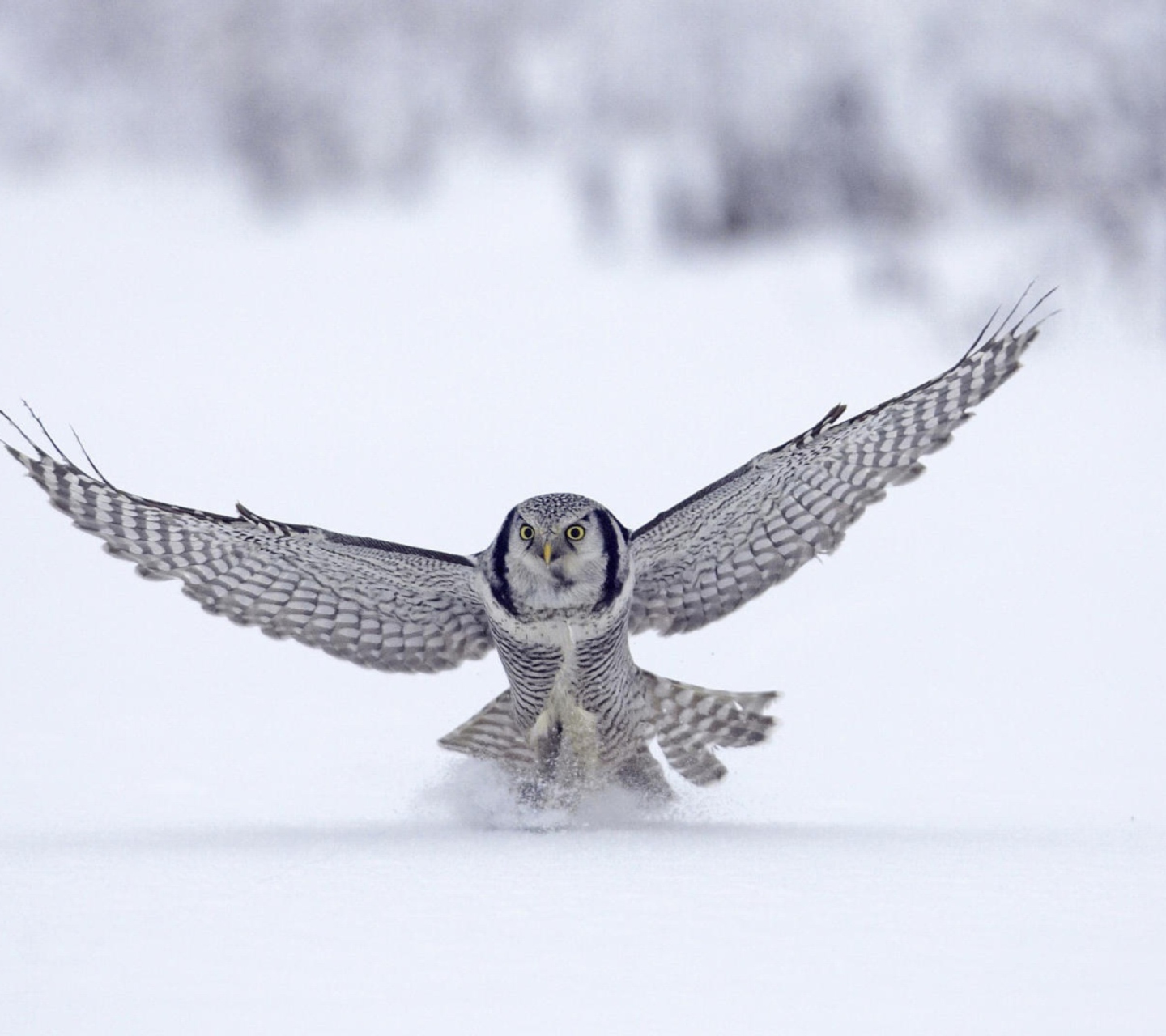 Fondo de pantalla Snow Owl 1440x1280