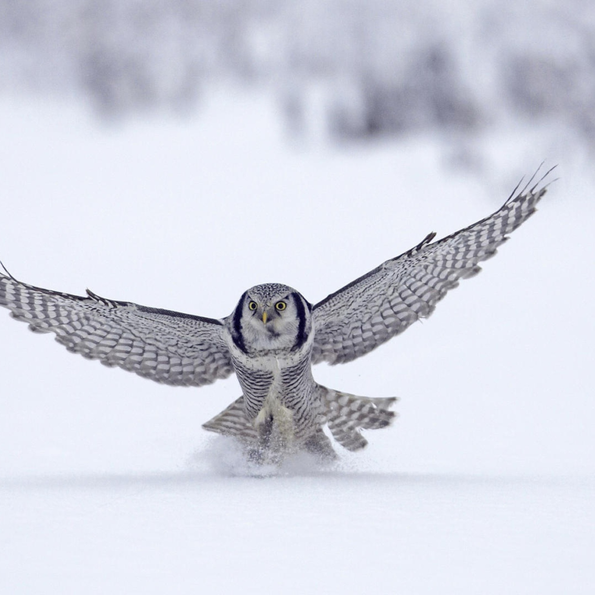 Обои Snow Owl 2048x2048