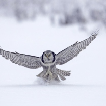 Screenshot №1 pro téma Snow Owl 208x208