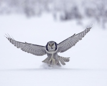 Das Snow Owl Wallpaper 220x176