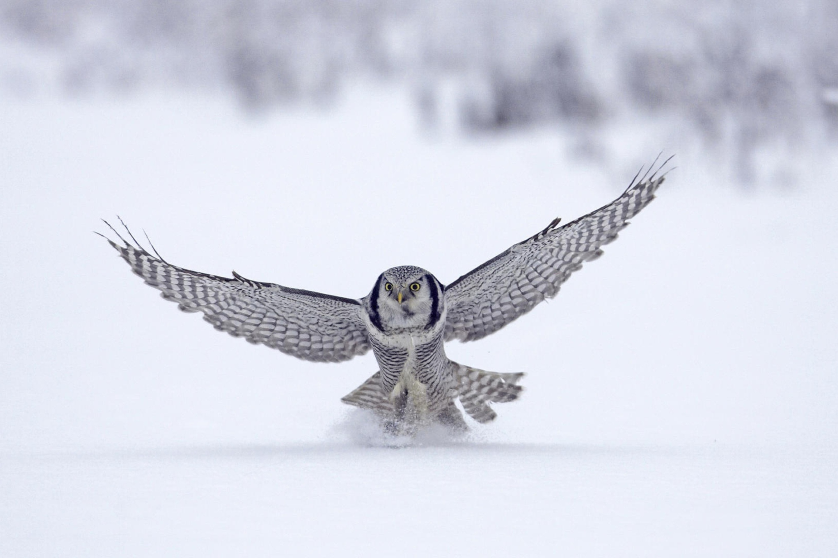 Fondo de pantalla Snow Owl 2880x1920
