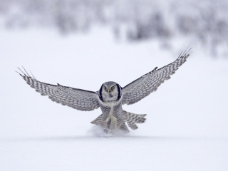 Das Snow Owl Wallpaper 320x240