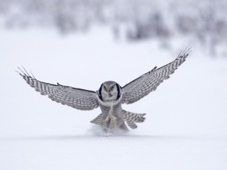 Snow Owl wallpaper 320x240