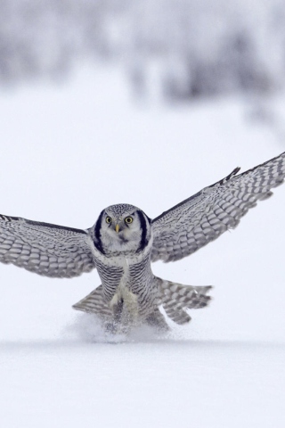 Sfondi Snow Owl 320x480