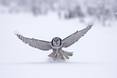 Fondo de pantalla Snow Owl 480x320