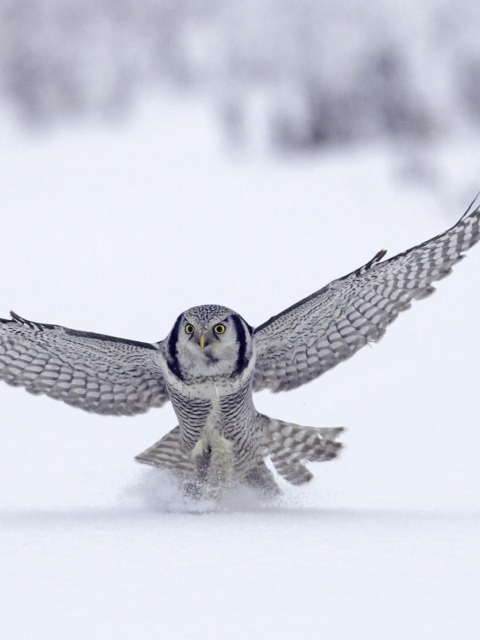 Fondo de pantalla Snow Owl 480x640