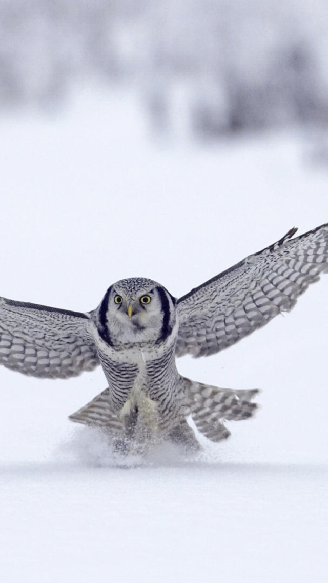 Обои Snow Owl 640x1136
