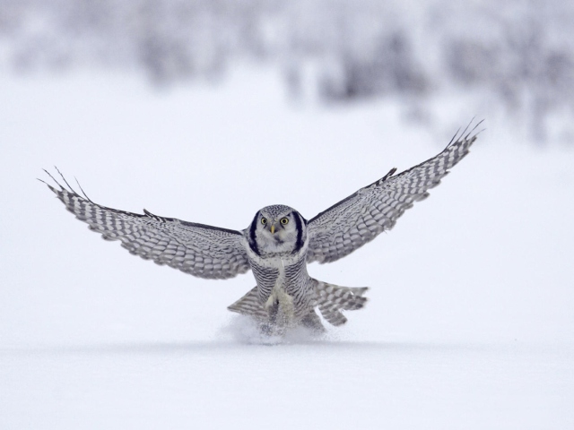 Snow Owl wallpaper 640x480