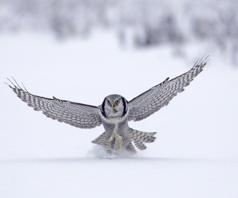 Das Snow Owl Wallpaper 960x800