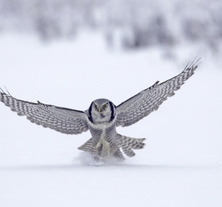 Snow Owl - Obrázkek zdarma pro 128x128