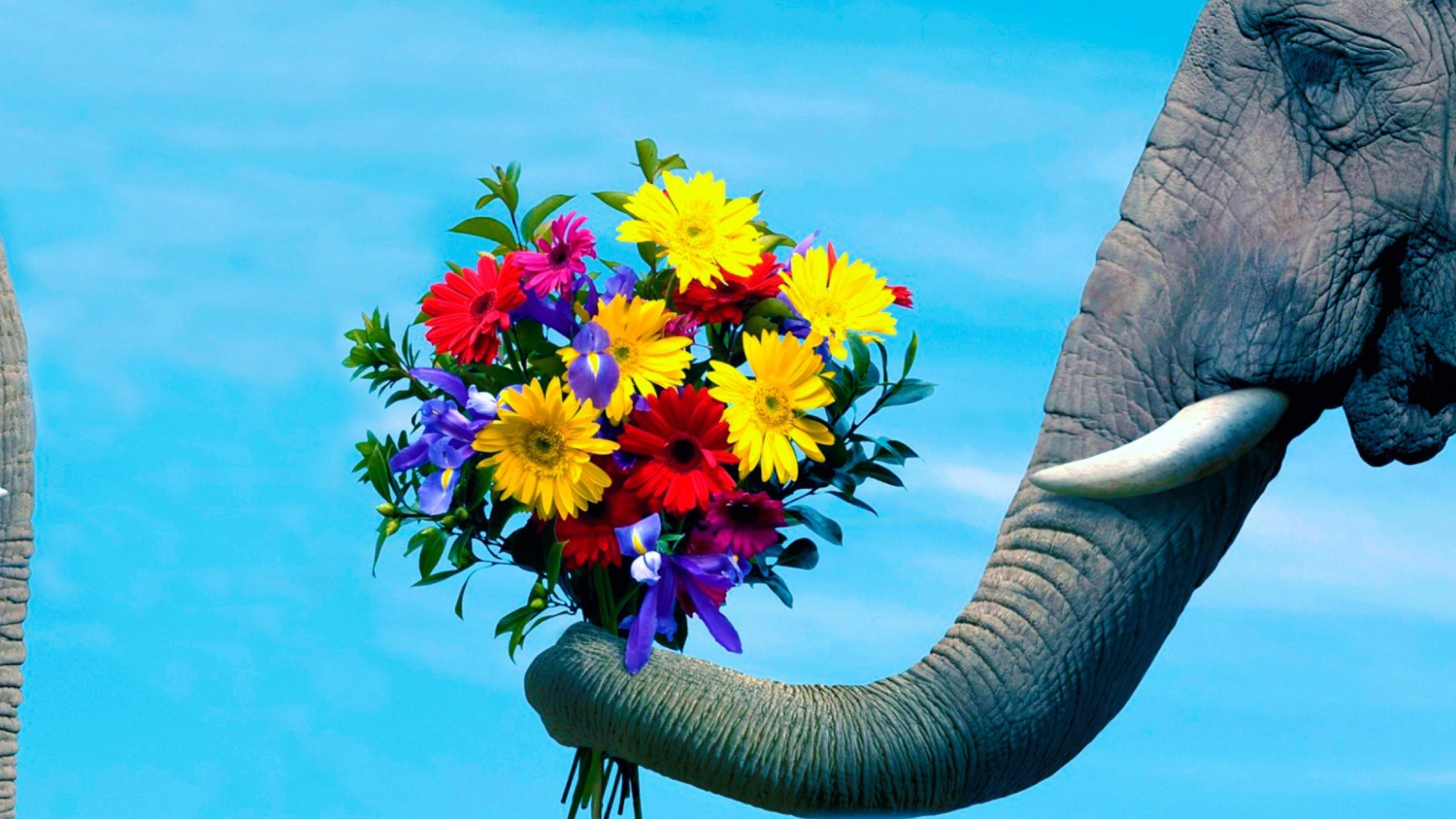 Elephant's Gift screenshot #1 1600x900