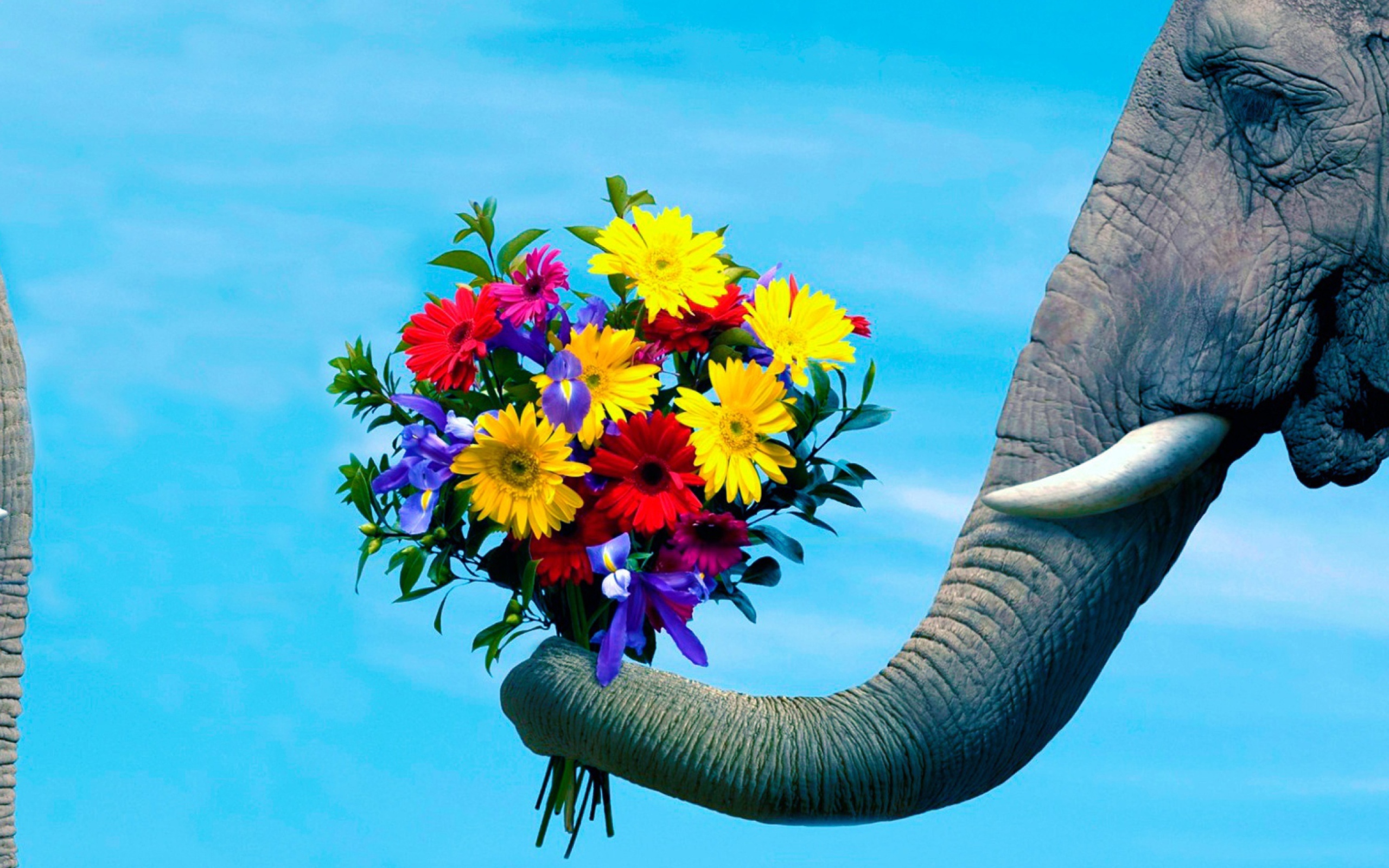 Sfondi Elephant's Gift 2560x1600