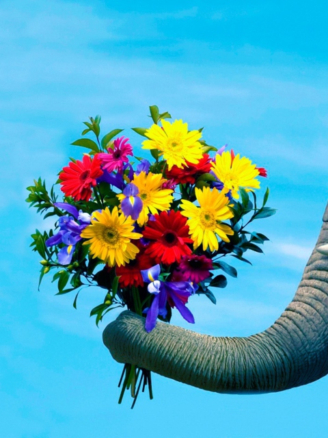 Elephant's Gift screenshot #1 480x640