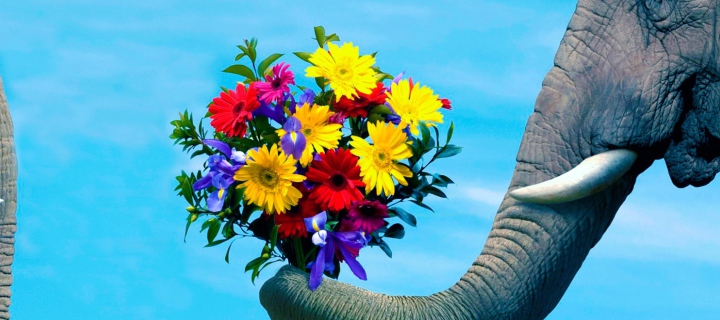 Sfondi Elephant's Gift 720x320