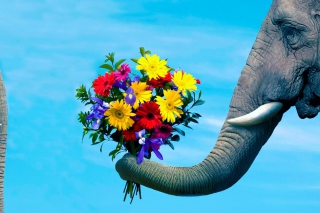 Elephant's Gift - Obrázkek zdarma 