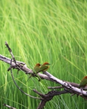 Red Headed Birds screenshot #1 128x160