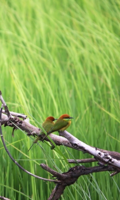 Обои Red Headed Birds 240x400