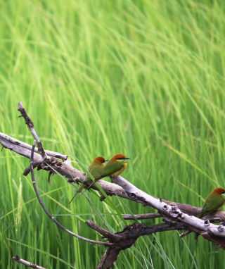 Red Headed Birds - Fondos de pantalla gratis para 128x160