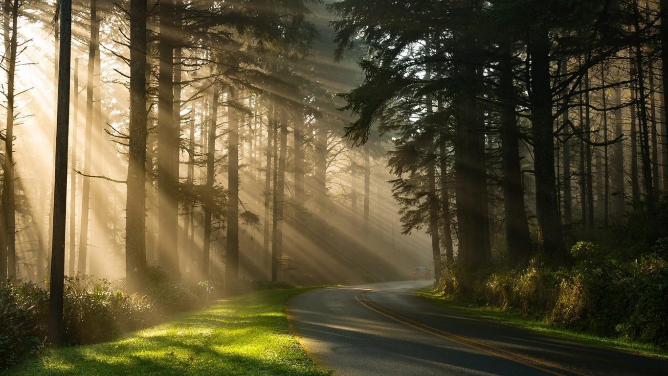 Das Mystical Forest Sunrise Wallpaper 1366x768