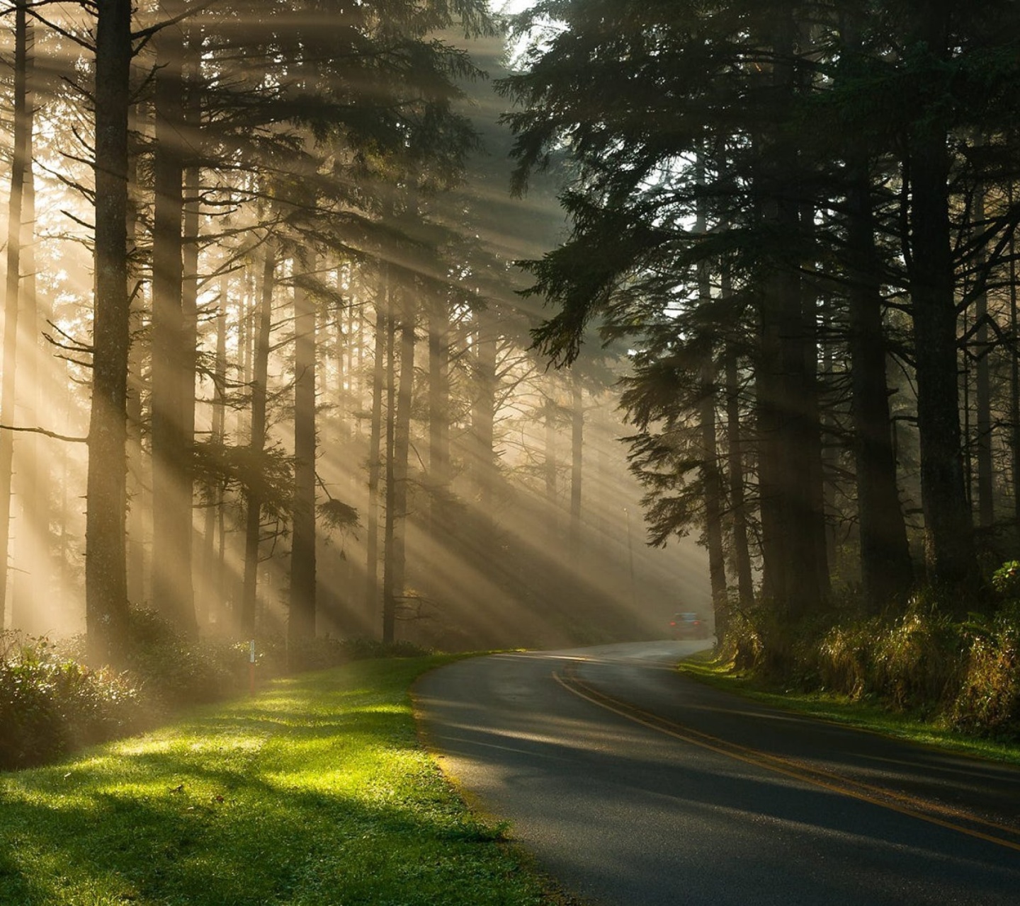 Sfondi Mystical Forest Sunrise 1440x1280