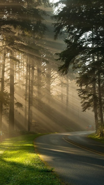 Mystical Forest Sunrise wallpaper 360x640