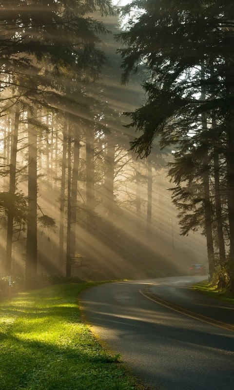Mystical Forest Sunrise screenshot #1 480x800