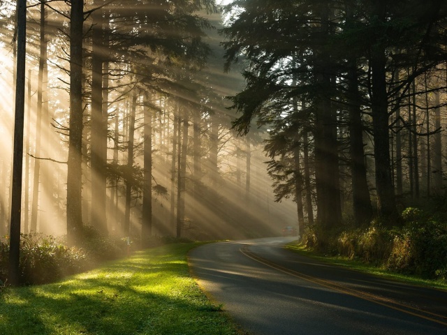 Mystical Forest Sunrise screenshot #1 640x480