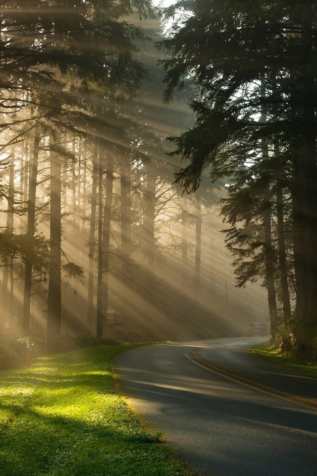 Sfondi Mystical Forest Sunrise 640x960