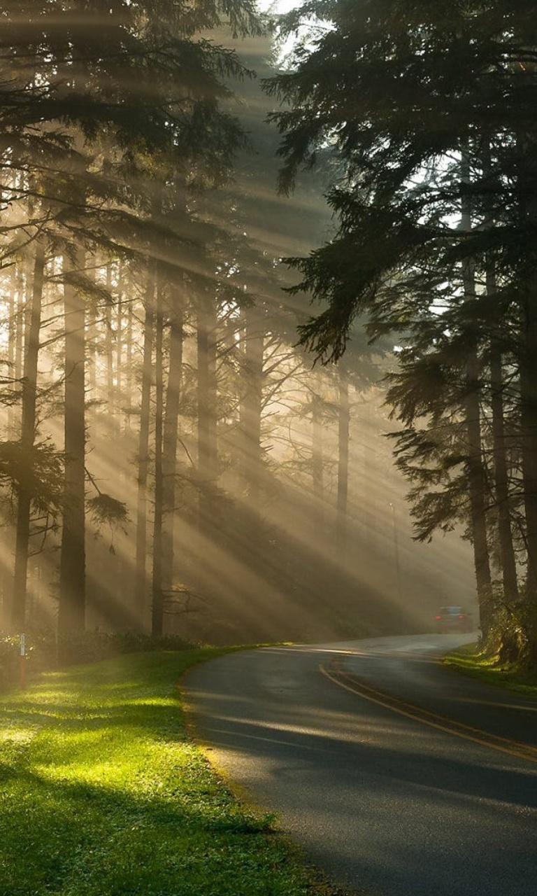 Mystical Forest Sunrise screenshot #1 768x1280