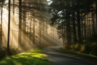 Mystical Forest Sunrise Wallpaper for Android, iPhone and iPad