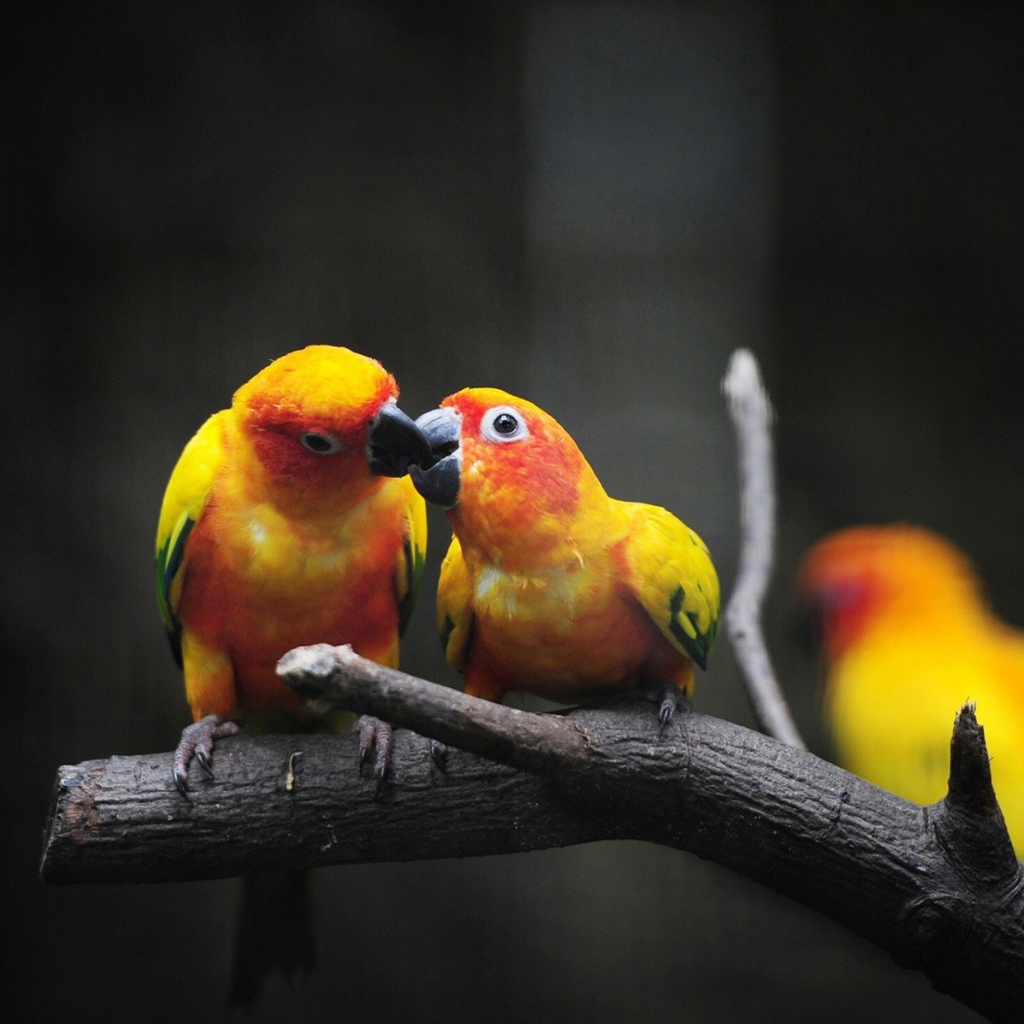 Fondo de pantalla Two Kissing Parrots 1024x1024