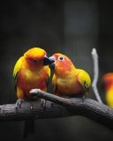Sfondi Two Kissing Parrots 128x160
