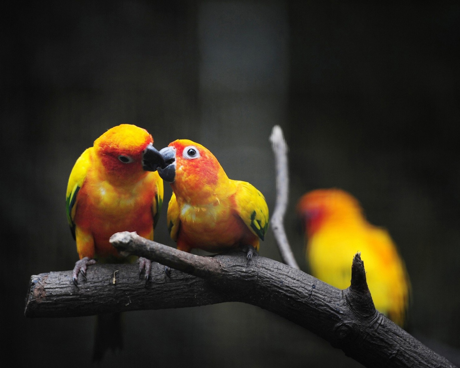 Обои Two Kissing Parrots 1600x1280