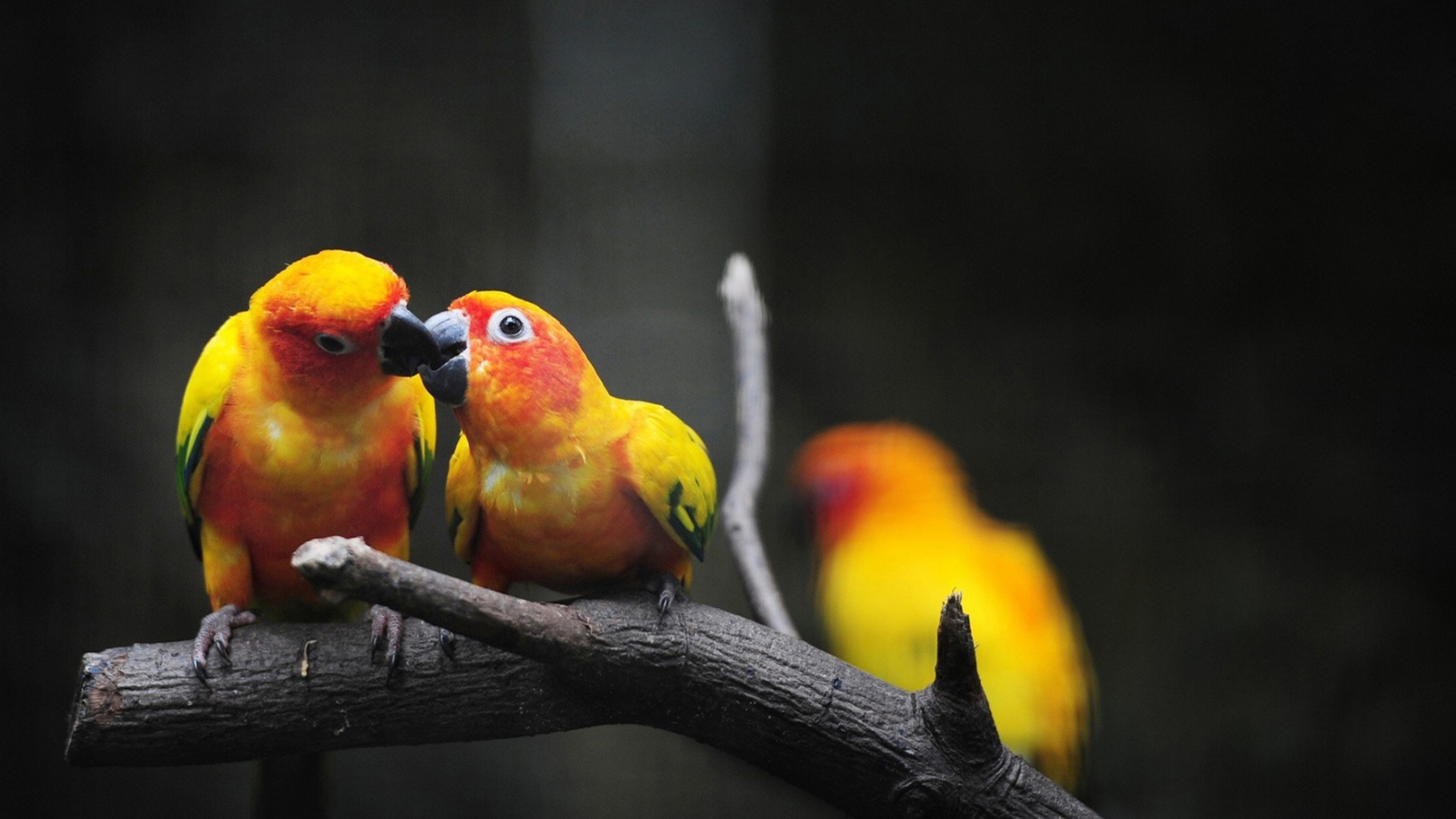 Обои Two Kissing Parrots 1600x900