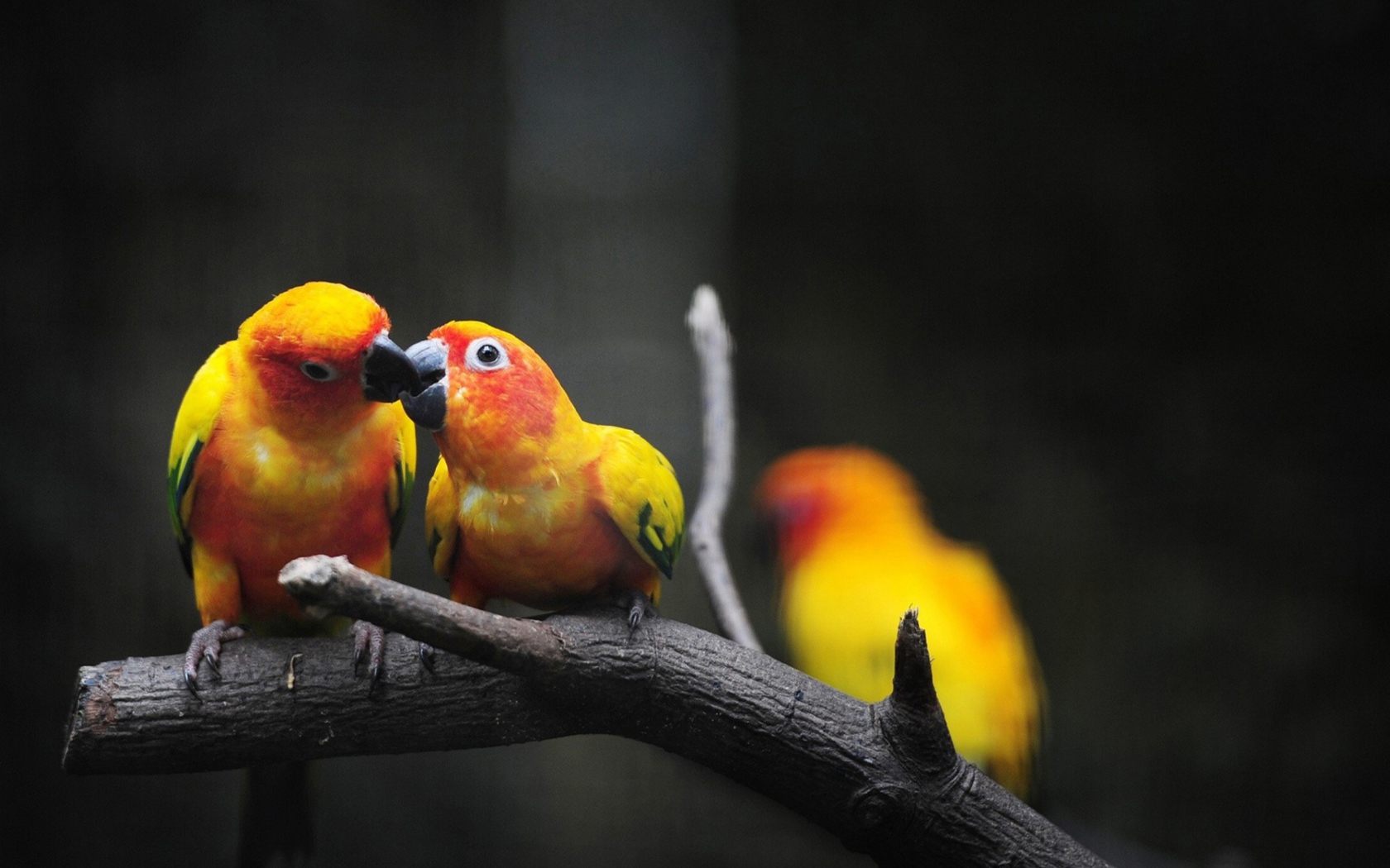 Обои Two Kissing Parrots 1680x1050