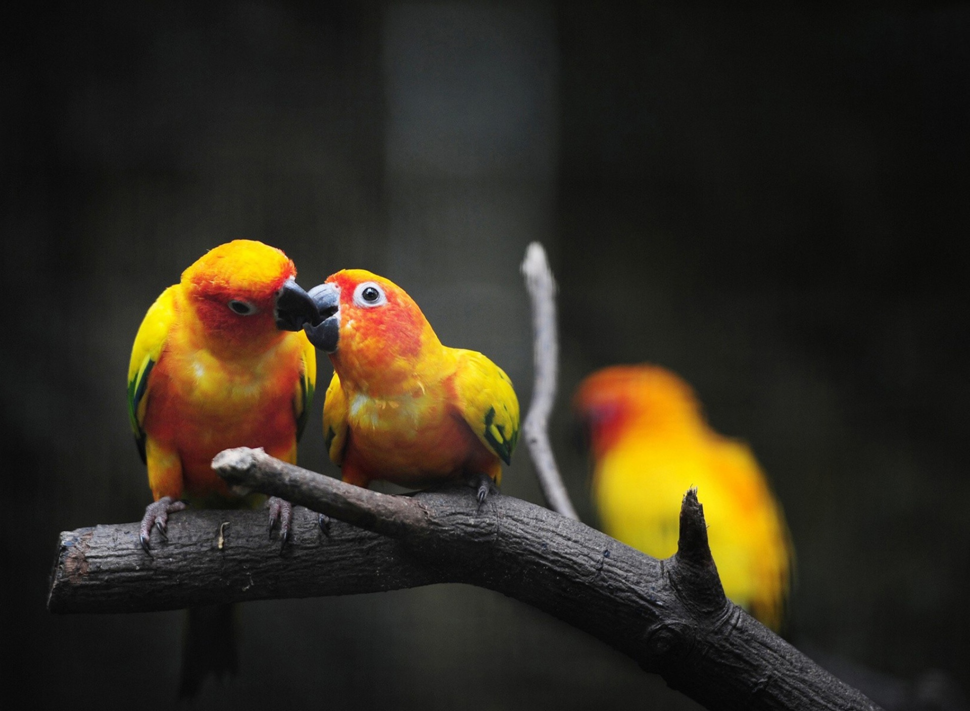 Обои Two Kissing Parrots 1920x1408