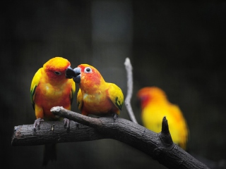 Обои Two Kissing Parrots 320x240