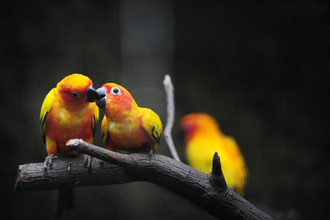Обои Two Kissing Parrots 480x320