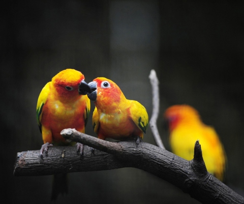 Two Kissing Parrots wallpaper 480x400