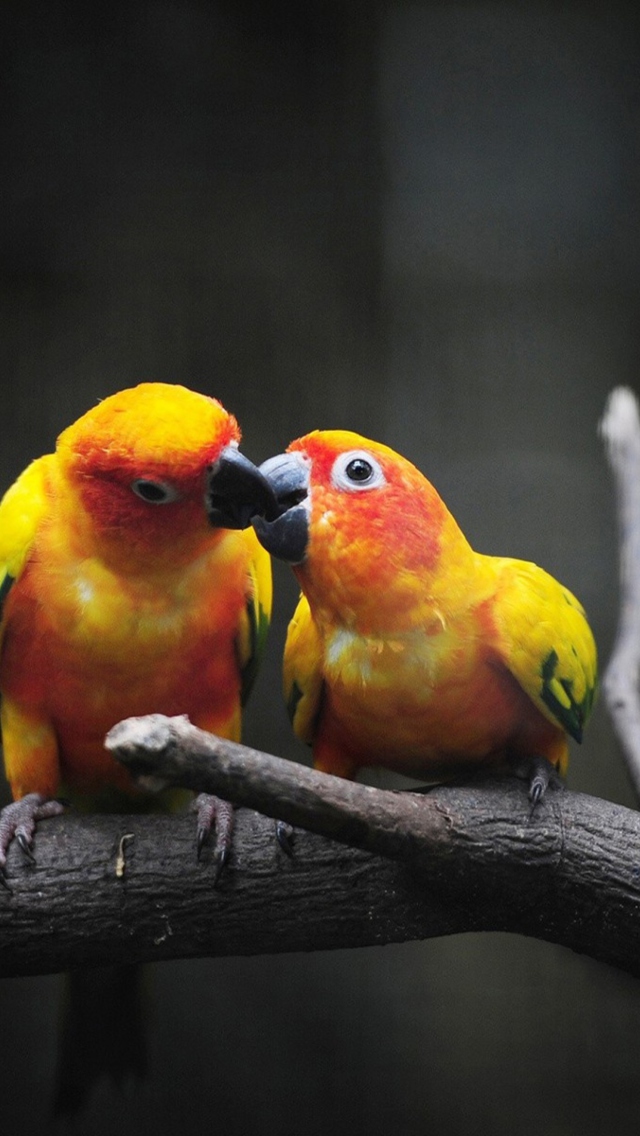 Two Kissing Parrots wallpaper 640x1136