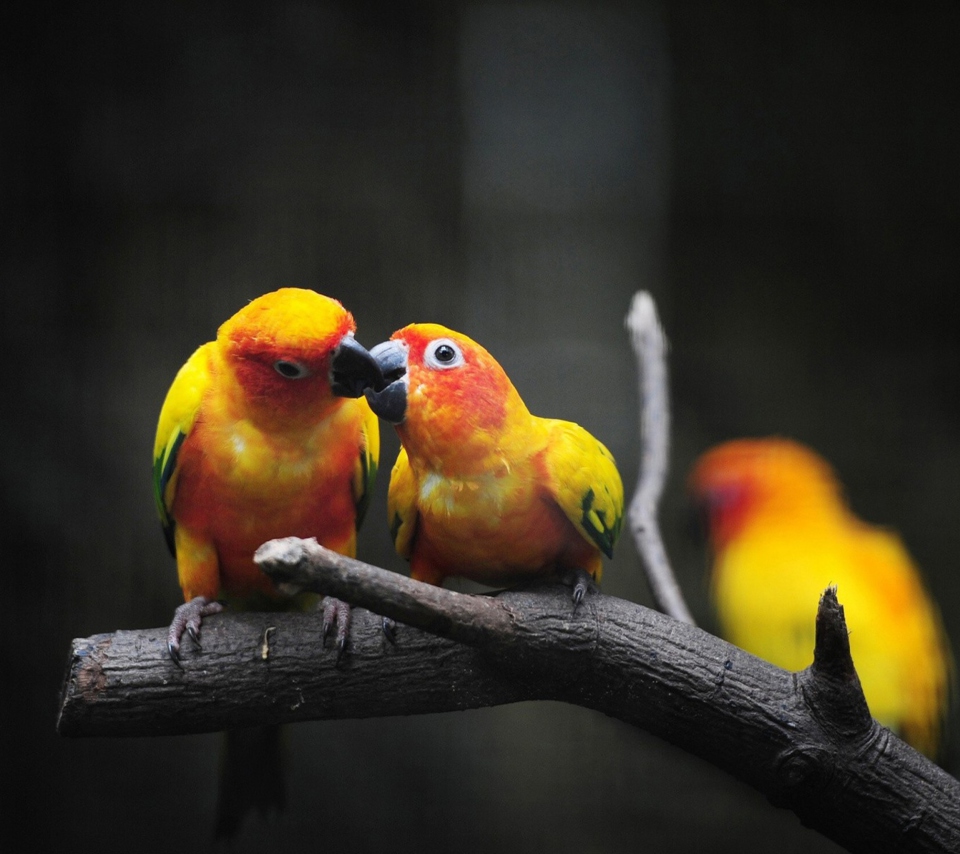 Two Kissing Parrots wallpaper 960x854