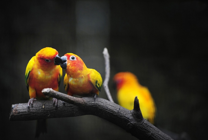 Two Kissing Parrots wallpaper