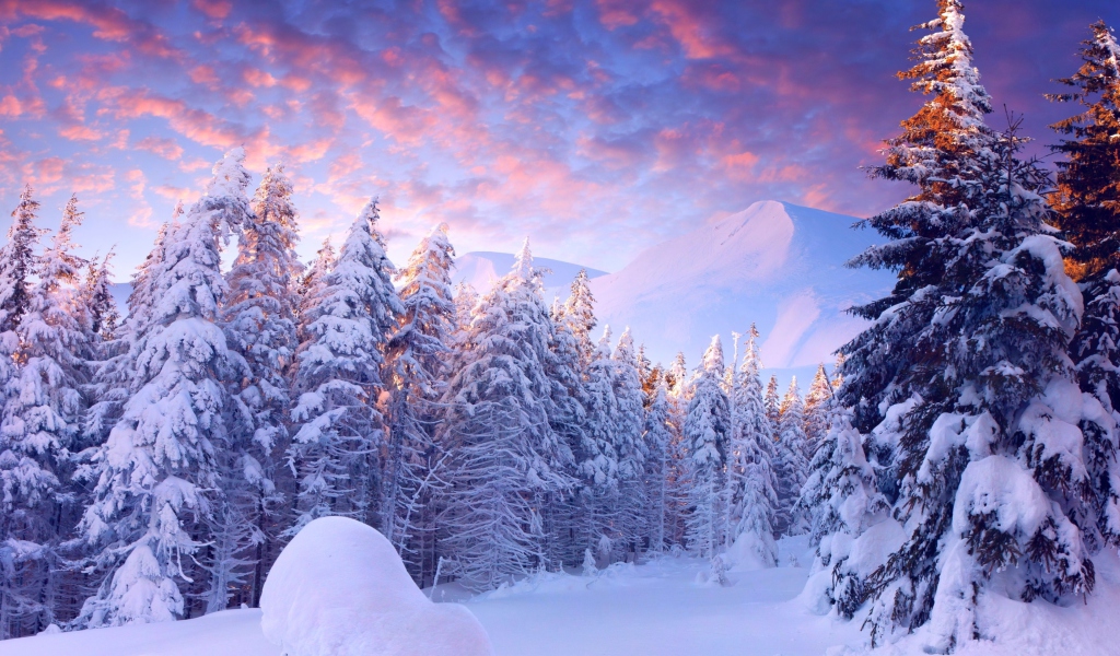 Screenshot №1 pro téma Snowy Christmas Trees In Forest 1024x600
