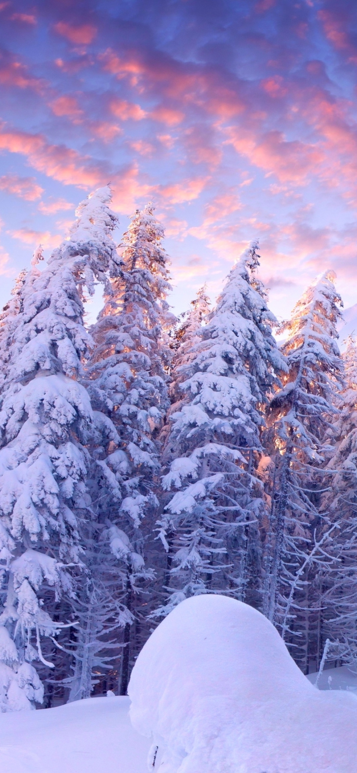 Screenshot №1 pro téma Snowy Christmas Trees In Forest 1170x2532