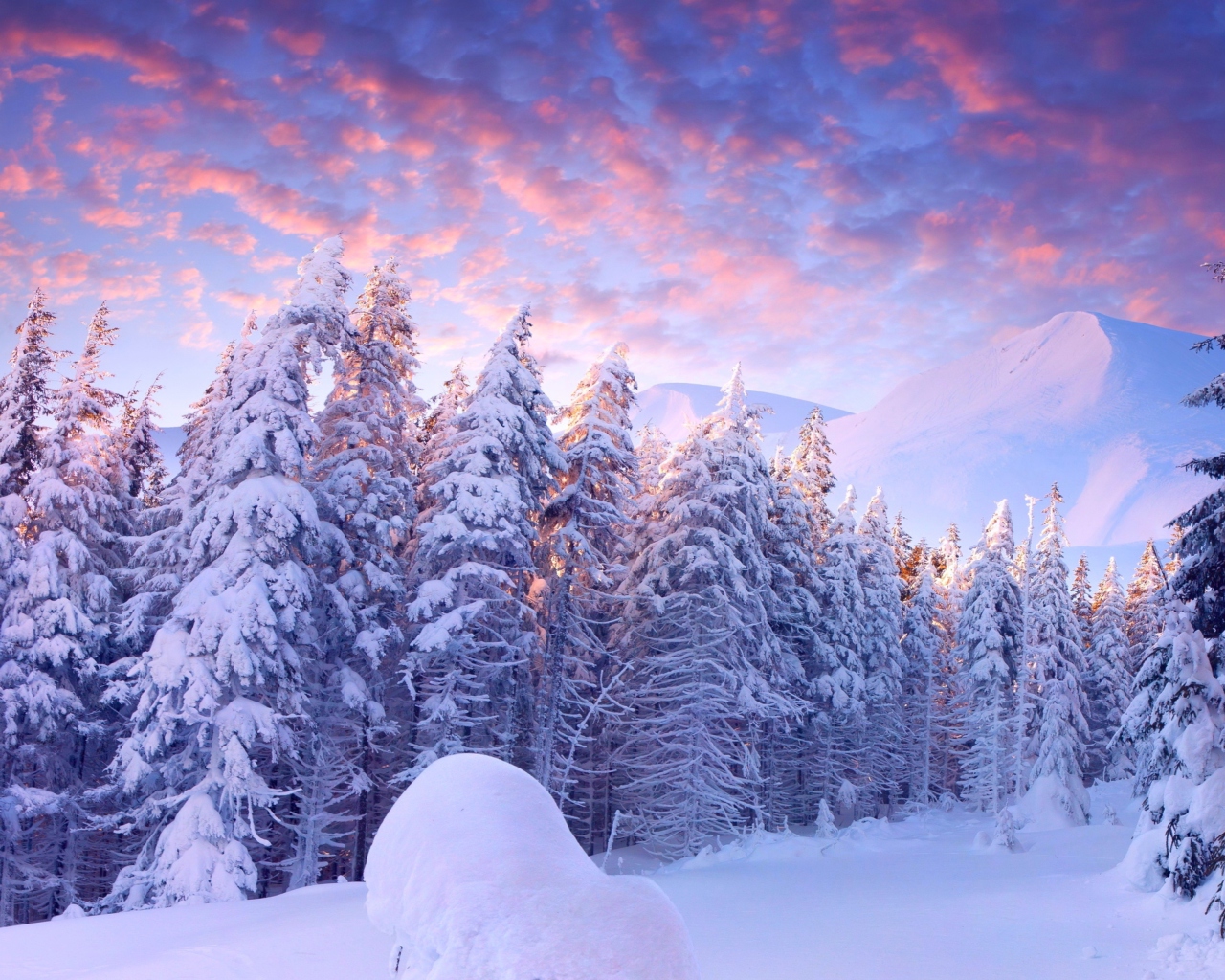 Das Snowy Christmas Trees In Forest Wallpaper 1280x1024