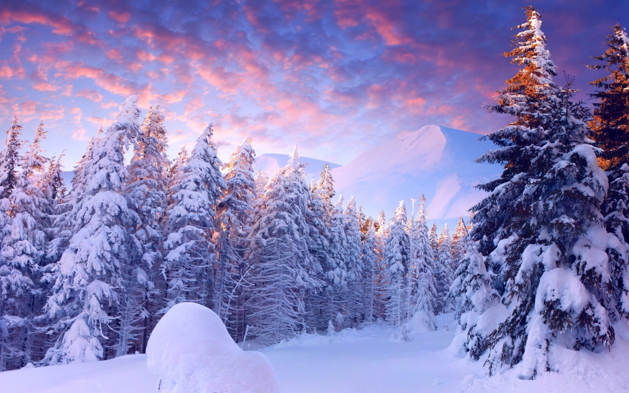 Sfondi Snowy Christmas Trees In Forest 1280x800