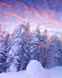 Das Snowy Christmas Trees In Forest Wallpaper 128x160