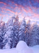 Das Snowy Christmas Trees In Forest Wallpaper 132x176